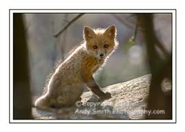 Red Fox Kit in Valley Forge Park